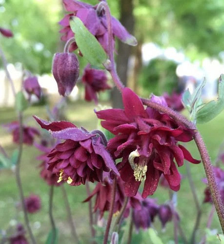 Akelei ruby port aquilegia - port,