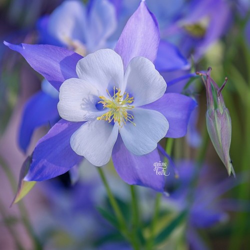 Großblütige akelei blue - großblütige, 'blue