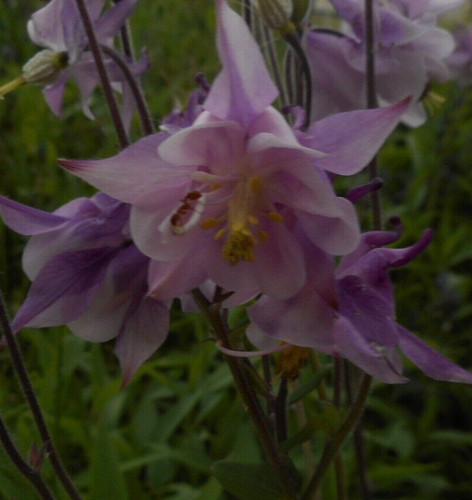 Akelei rosa staude winterhart - akelei,