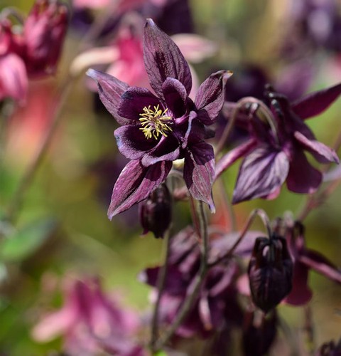 Schwarzviolette akelei - schwarzviolette,