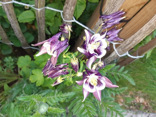 Blumensamen 100x akelei samen - 100x,