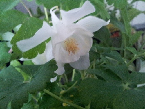 Akelei aquilegia weiß - *, *