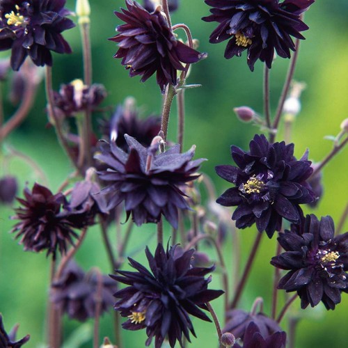 Schwarze akelei black barlow - schwarze, barlow'