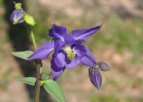 100 samen aquilegia vulgaris - aquilegia,