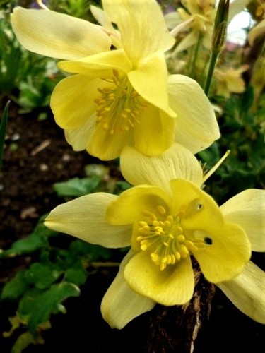 302 samen akelei aquilegia - +,
