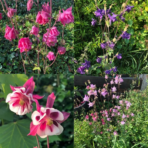 Akelei blumen mischung 100 - akelei,
