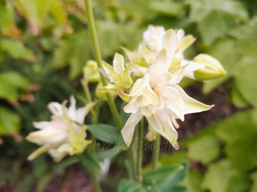 Samen aquilegia vulgaris - 10,