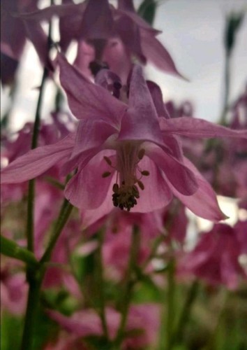 Akelei blumen samen - blumen,