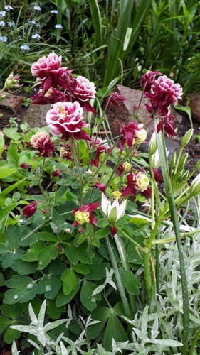 Akelei - , (aquilegia)