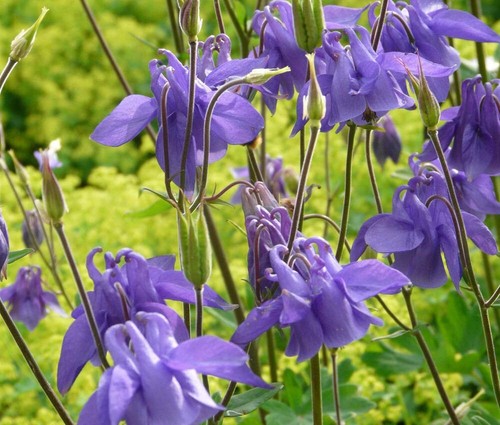 Akelei aquilegia knollen - aquilegia,