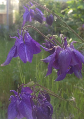 Blaue akelei samen - blaue,