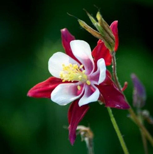 Akelei crimson star - star,
