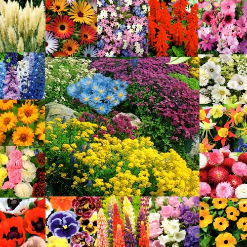 Steingarten blumen stauden - blumen,