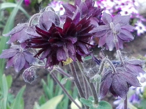 Akelei aquilegia schwarz - *,