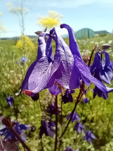 Akelei aquilega vulgaris - aquilega,