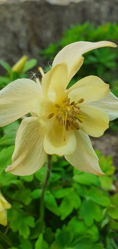 Akelei aquilegia gelb - akelei,