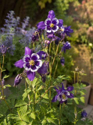 Sale288 akelei columbine lila - akelei,