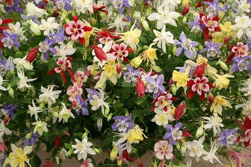 Gemeine akelei aquilegia - gemeine,