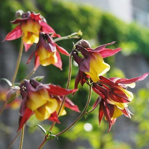 Chinesische akelei aquilegia - akelei,