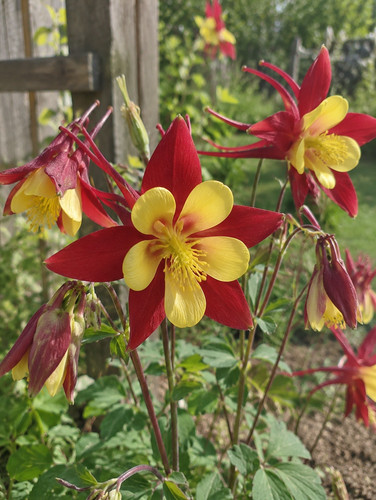 80001193 aquilegia caerulea - 80001193,