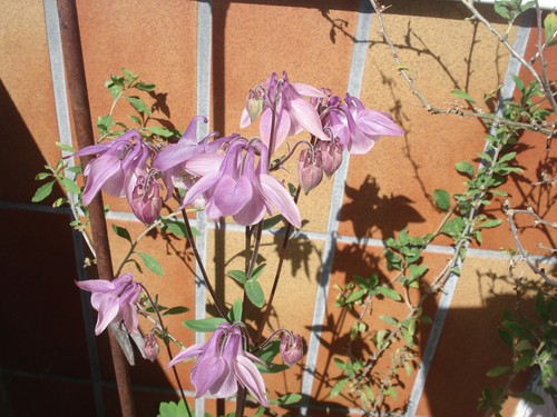 Akelei aquilegia - akelei,,