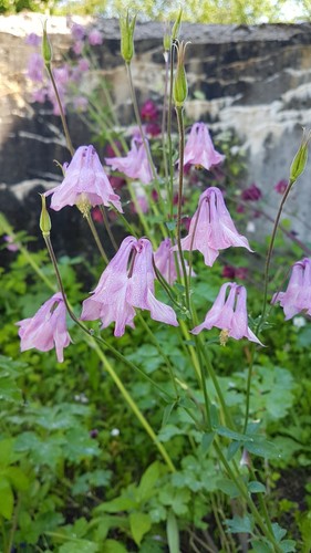 Akelei aquilegia rosa - akelei, 1