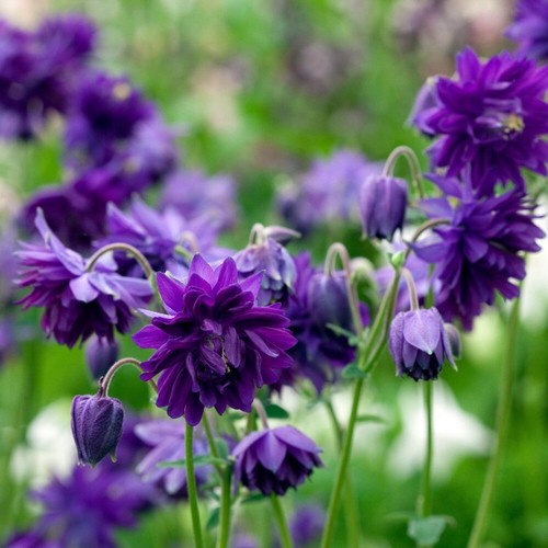 Blauviolette akelei blue - blauviolette, 'blue