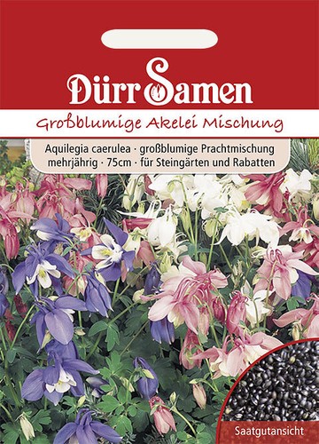 Großblumige akelei mischung - akelei,