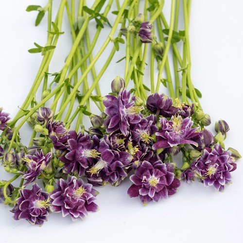 Violette akelei purple - violette,