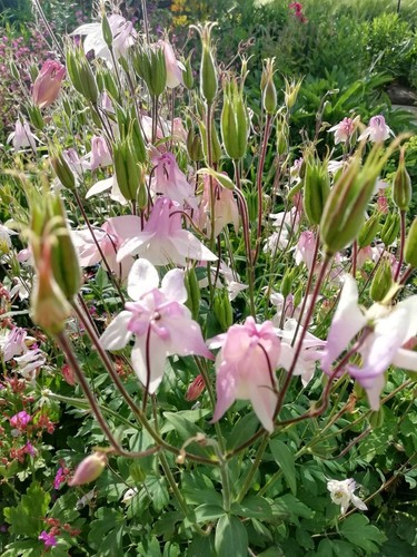 Aquilegia vulgaris rosa - , akelei