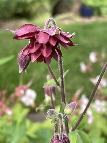 Akelei blumen mischung - blumen, 100+