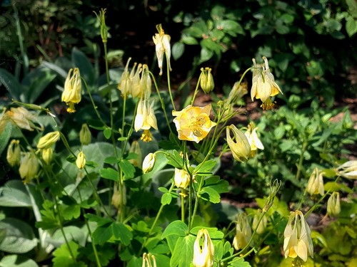 Seeds aquilegia canadensis - seeds,