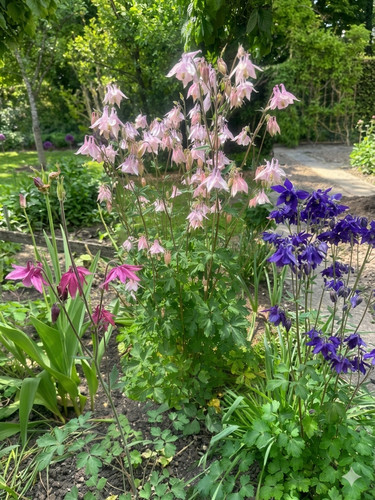 Akelei blumen mischung 100 - akelei, 100+