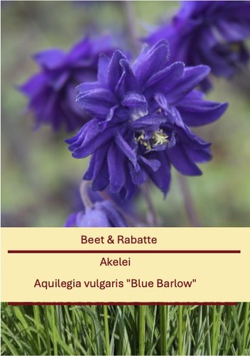 Aquilegia vulgaris blue - aquilegia, "blue