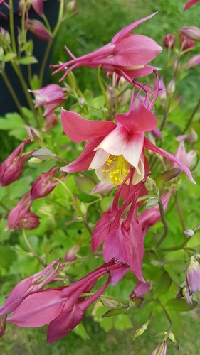 Akelei aquilegia rot - rot, *