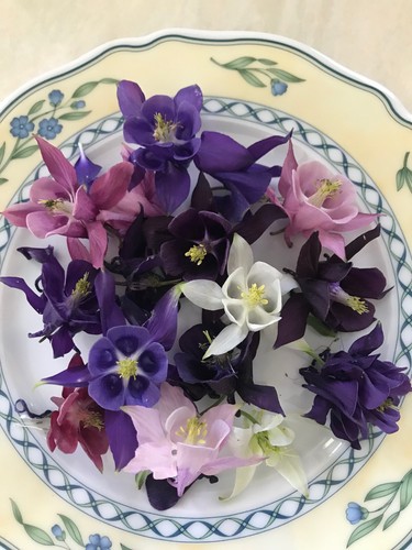 Akelei mischung aquilegia - mischung,