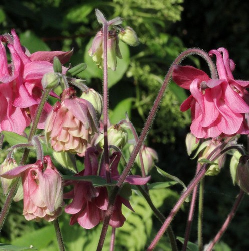 Akelei altrosa aquilegia - altrosa,