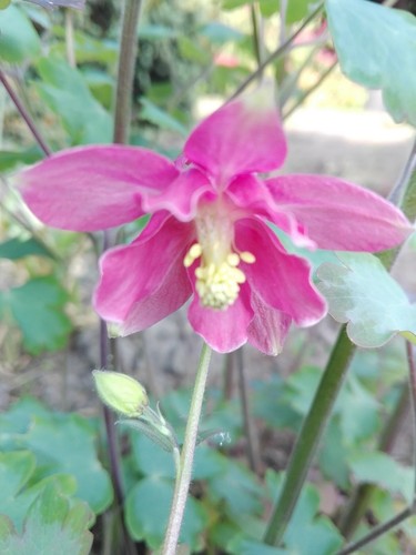 Akelei aquilegia rosa - akelei,