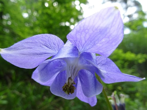 Aquilegia vulgaris gemeine - vulgaris,