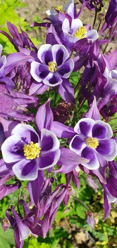 Akelei aquilegia lila - *, 2