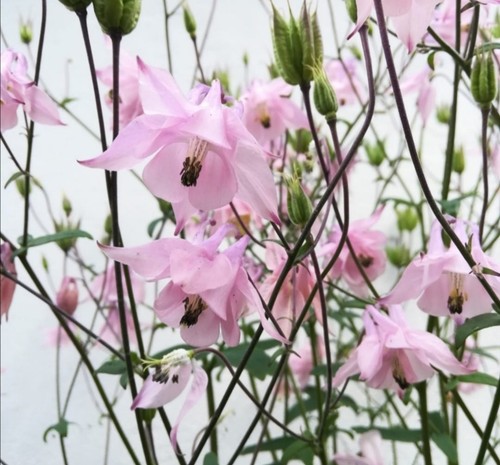 Akelei blumen samen - blumen, hellrosa