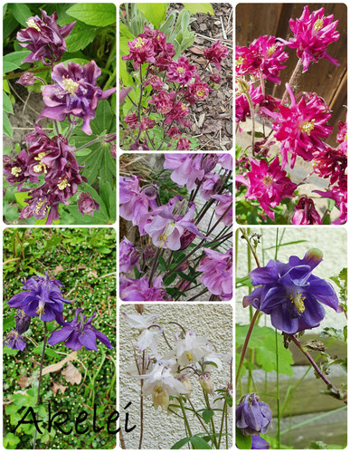 Akelei blumensamen 20g - blumensamen,, =