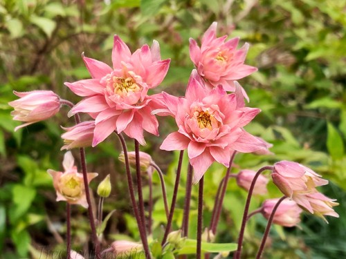 Seeds aquilegia vulgaris - aquilegia,