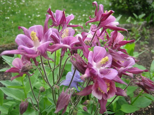 Saatgut blumensamen 500 - saatgut,, blumensamen,