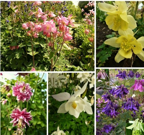 301 samen akelei - 301, aquilegia