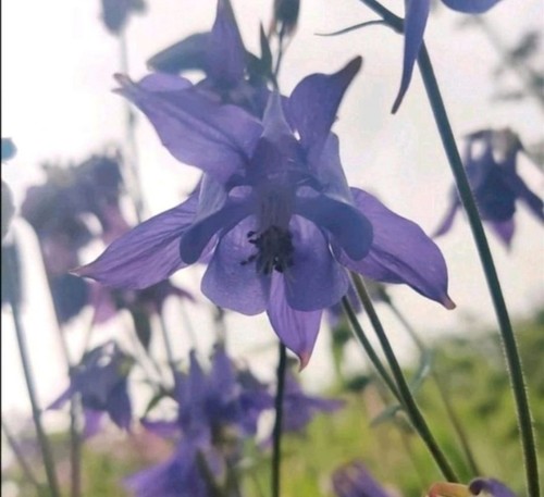 Akelei samen blau - akelei,