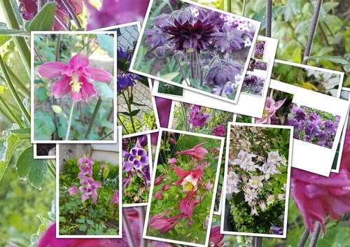 Akelei aquilegia bunt - akelei,