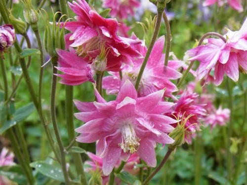 Staude rosa akelei - staude,