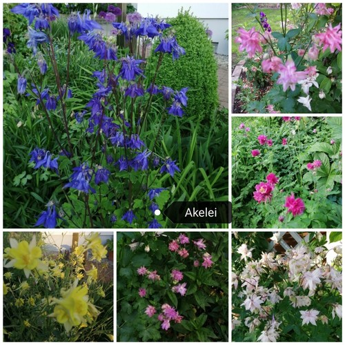 Akelei samen aquilegia - akelei,