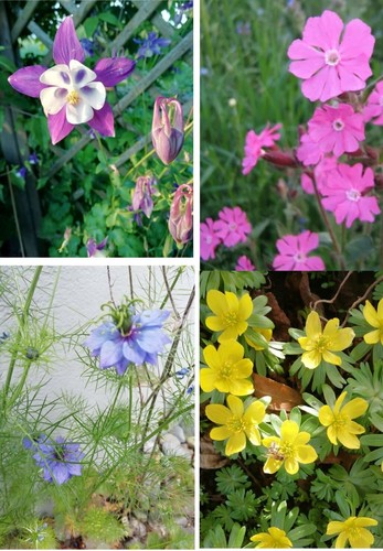 Wildblumensamen samen - 4x,